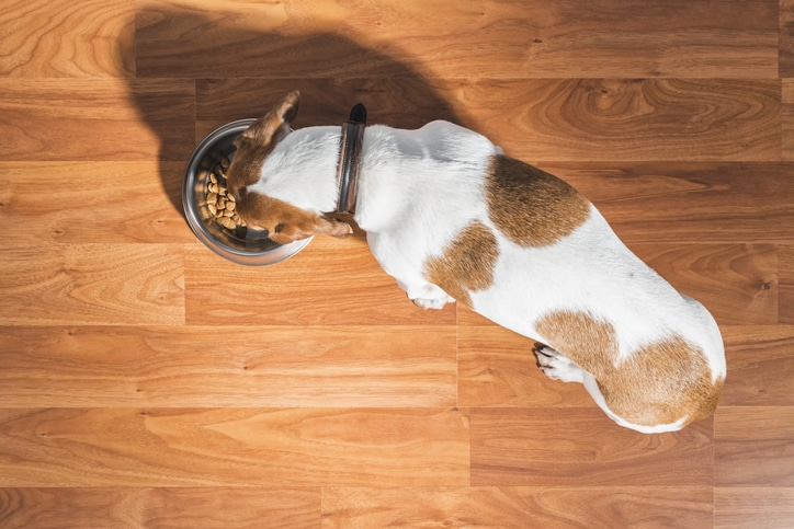 Blog - The Dogfooding Days are Over
