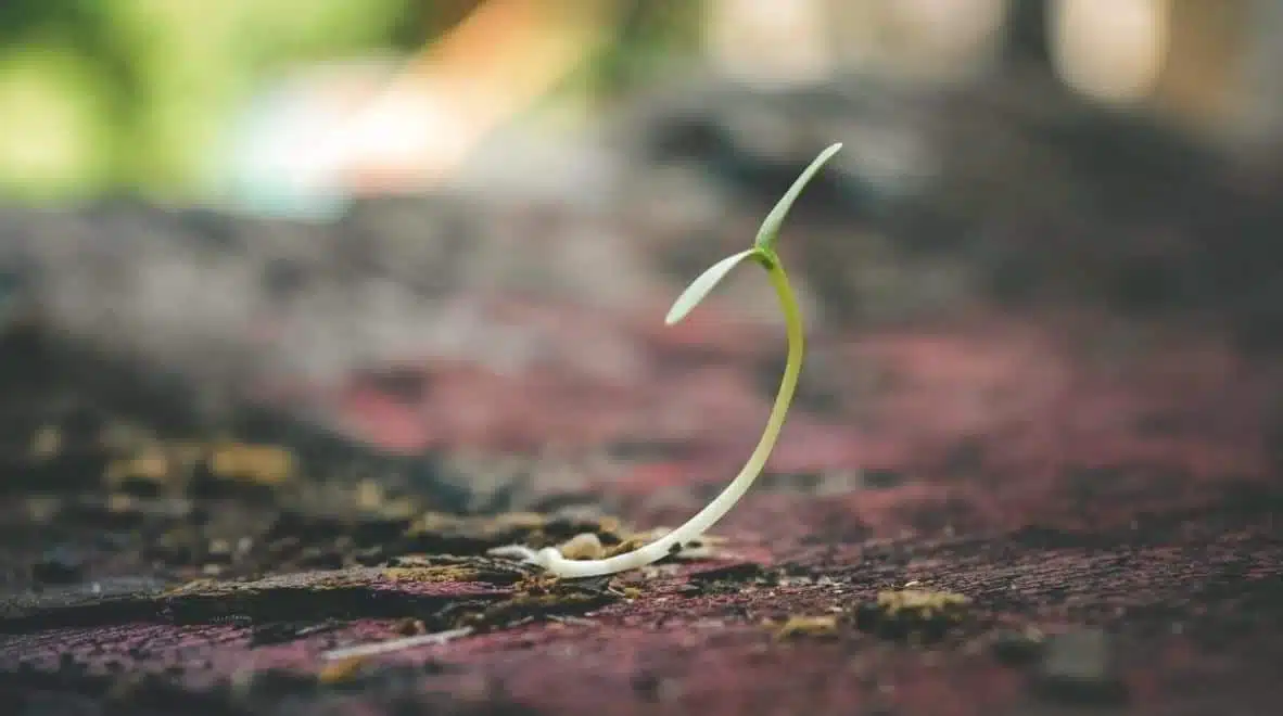 Blog - The Agile Approach to Software Development: Growing rather than Building