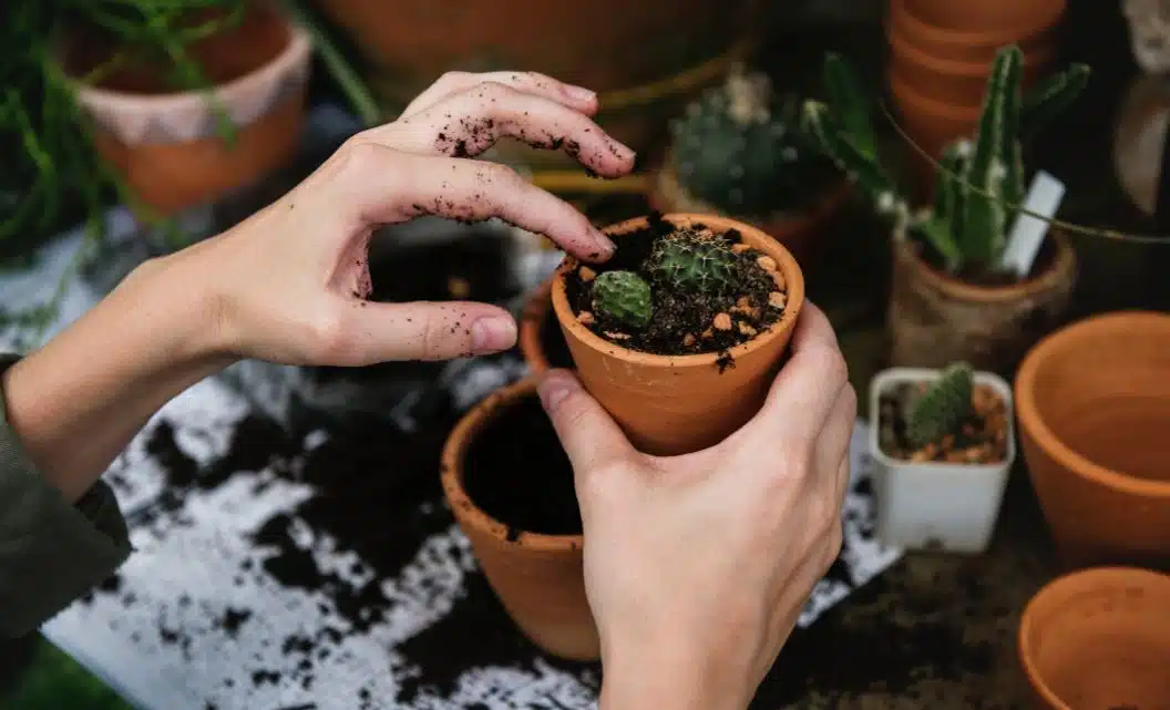 personne tenant une plante