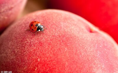88% Of People Will Abandon An App Because Of Bugs