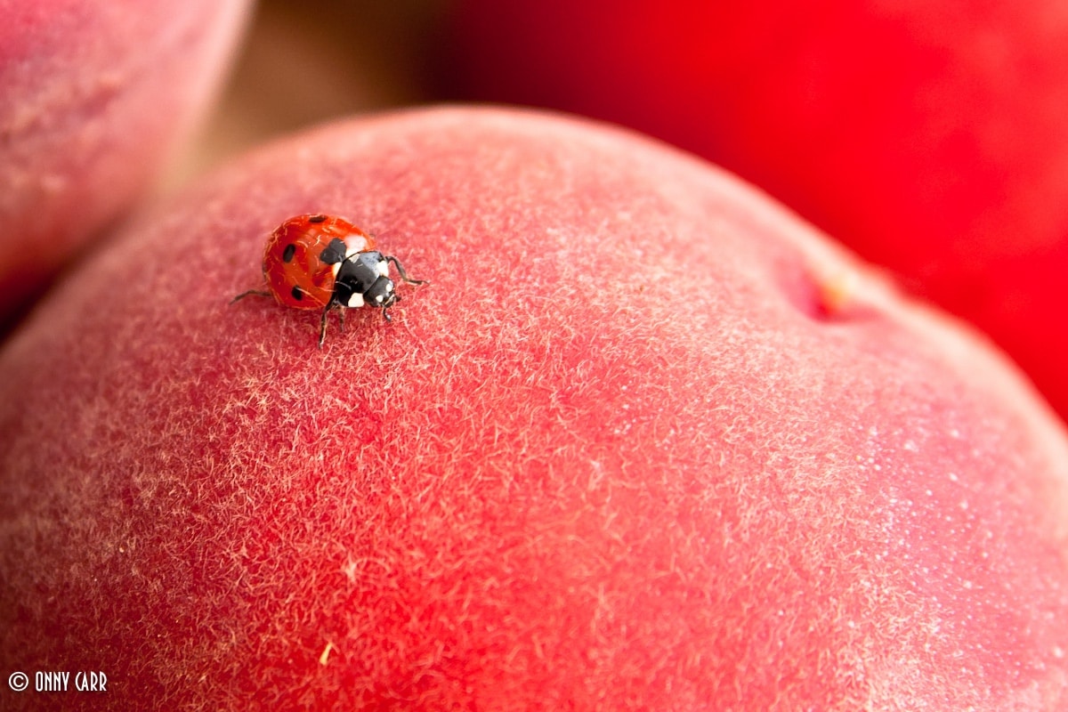 onny_carr_peach_ladybug_flickr_cc Blog - 88% Of People Will Abandon An App Because Of Bugs