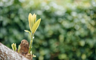 Der agile Ansatz: Wie du dein Softwareprodukt in der Praxis wachsen lässt
