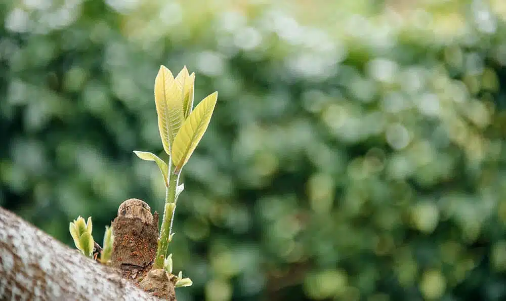 Blog - The Agile Approach to Software Development: How to Grow (Not Build) Your Software